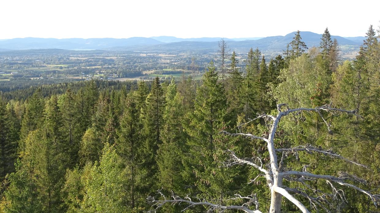 Vardøhøgda i Fenstad