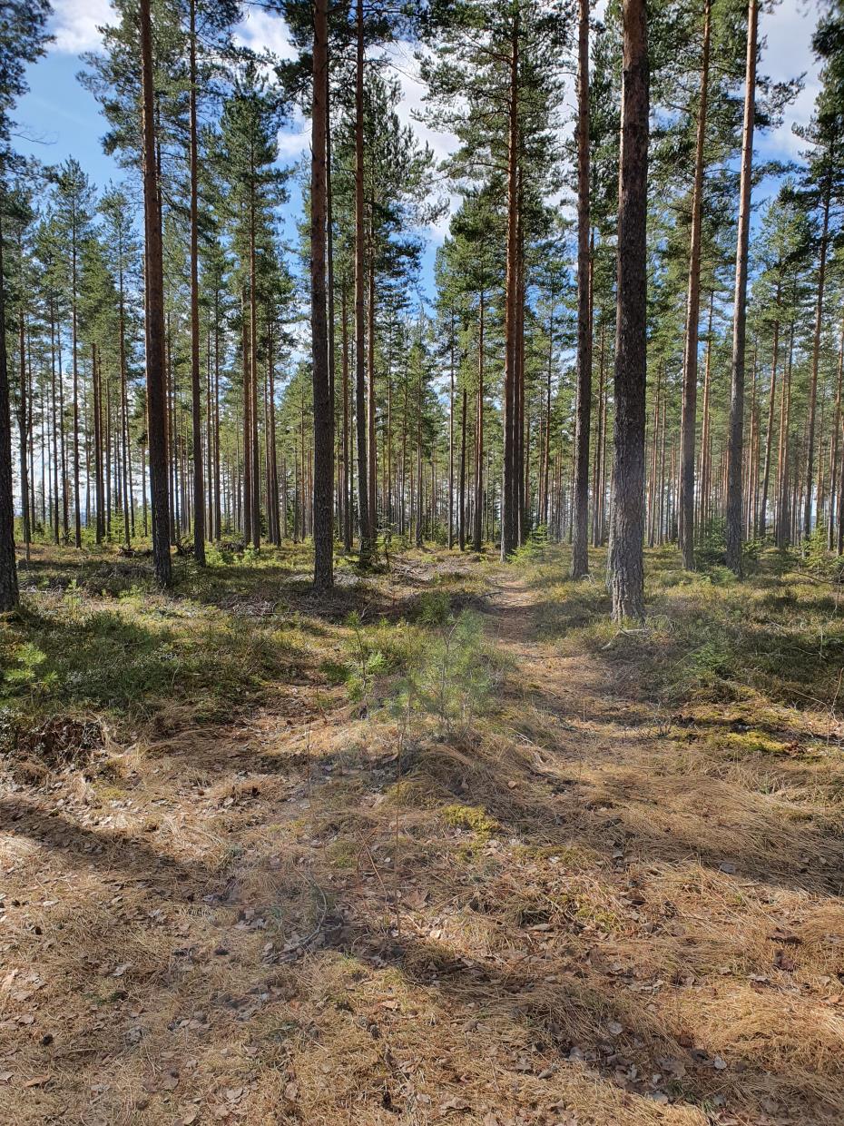 Søndag 12.04.20 Eggemoen Ringerike Kommune Fottur.