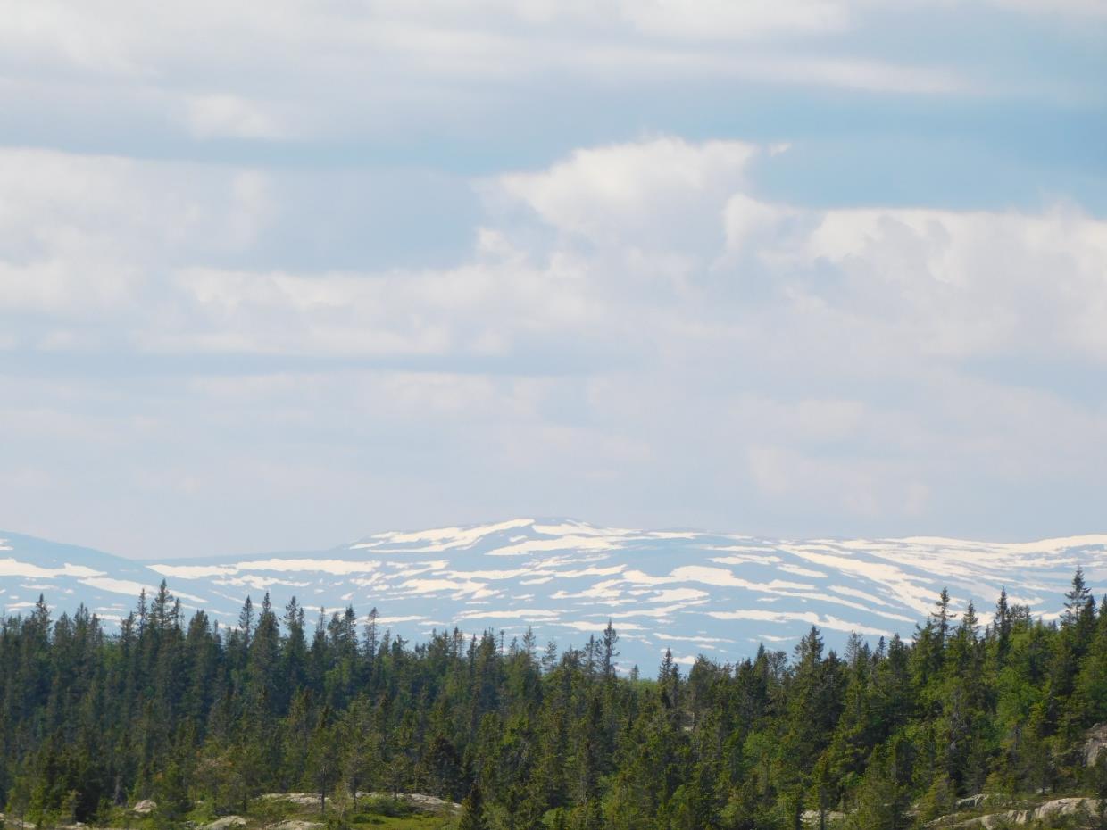 Onsdag 17.06.20 Vikerfjell Høgfjell Ringerike Viken