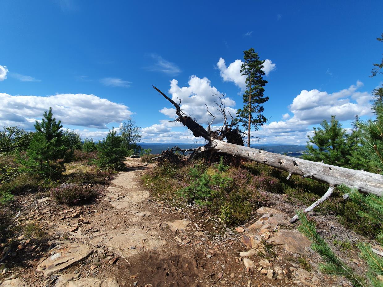 Tirsdag 04.08.20 Bjørndalskollen i Åmot. Modum kommune Viken.