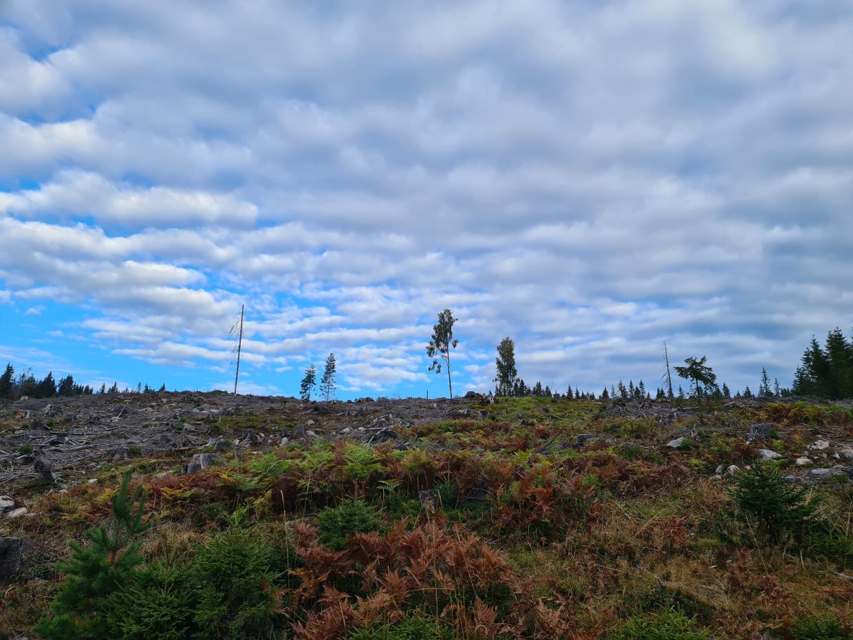 Fredag 11.09.20 Brovoll - Andtjernet - Sætertjernet . Romeriksåsen.