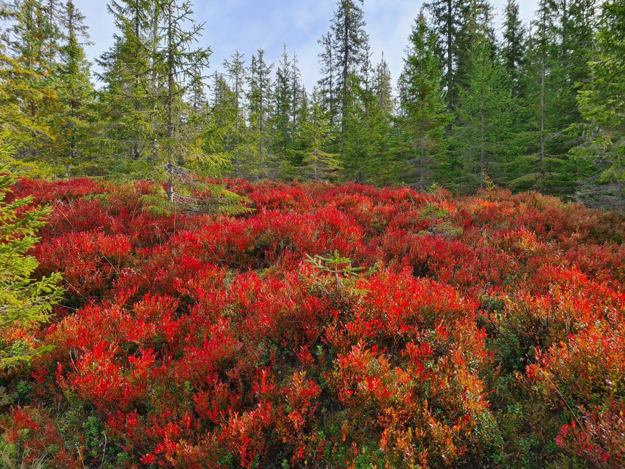 Søndag 20.09.20 Brovoll -  Snellingrøysene. Romeriksåsen.