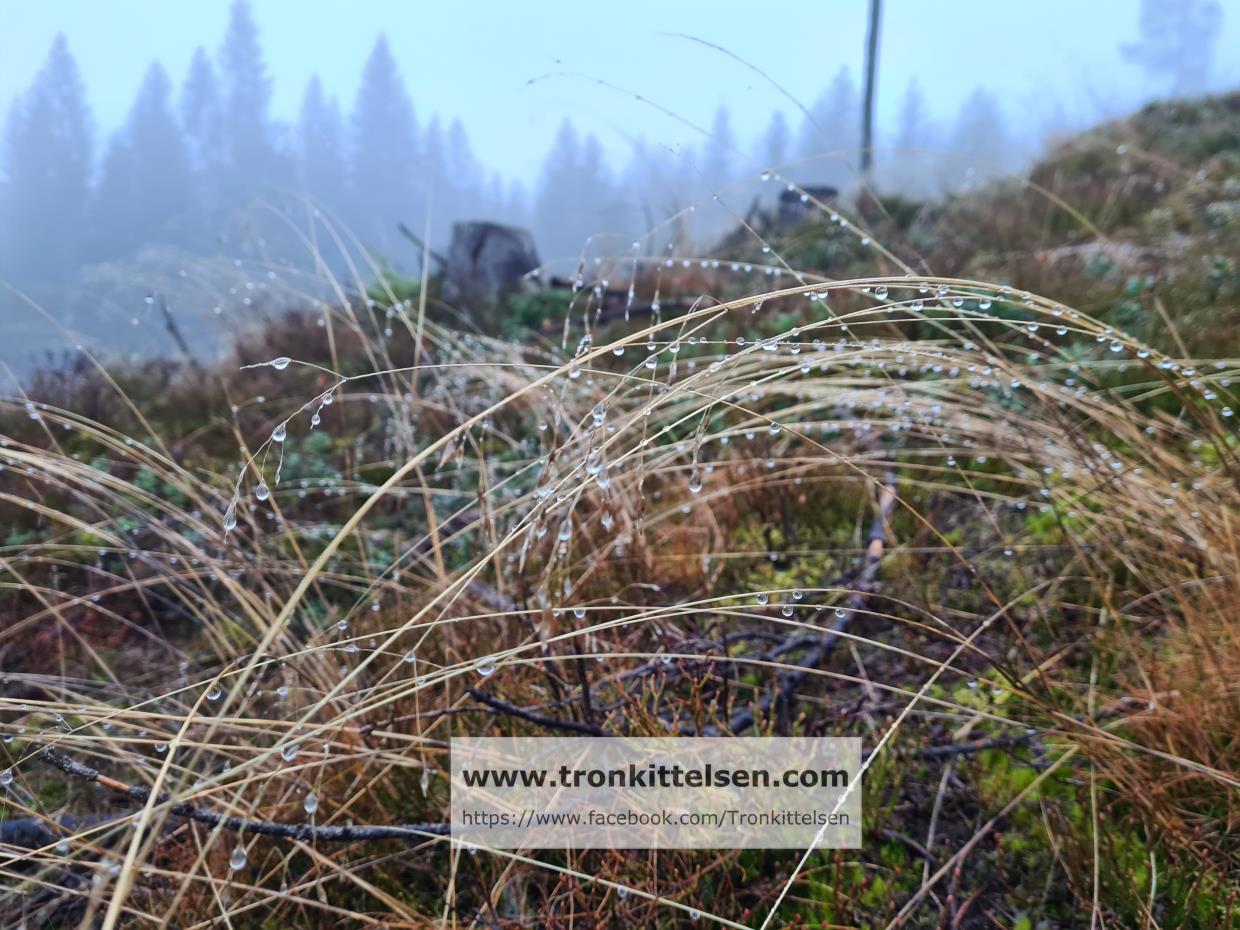 Tirsdag 10.11.20 Brovoll. Romeriksåsen