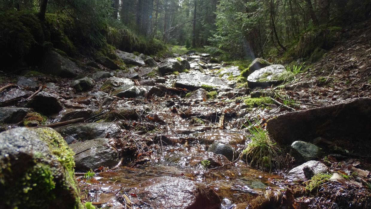 Trollskogen - Hurdal