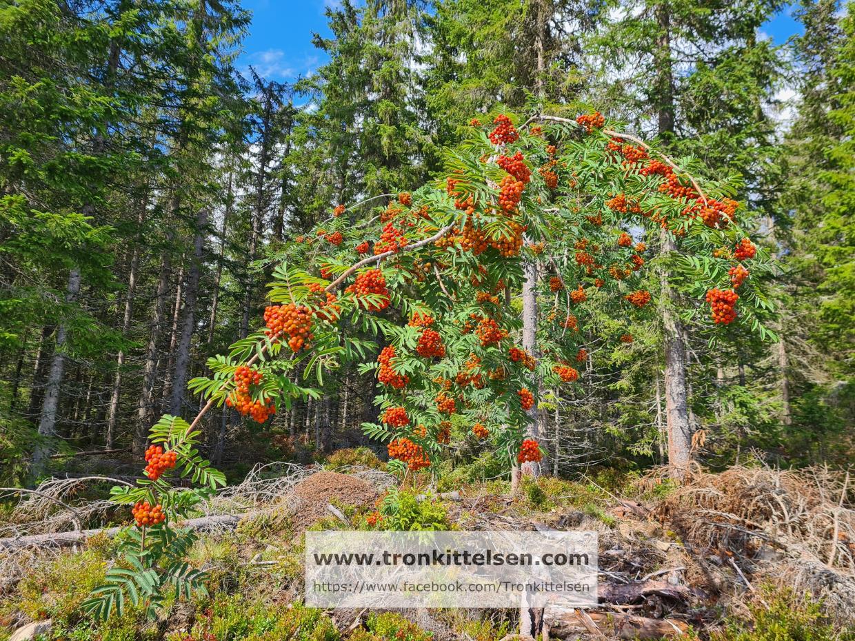 06.08.2021. Brovoll - Morstadsætra - Avalsjøen. Romeriksåsen.