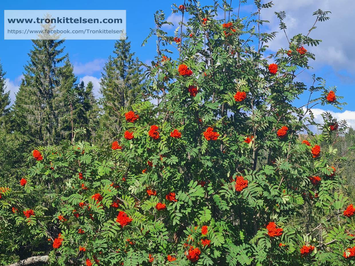 20.08.2021. Området Brovoll. Romeriksåsen.