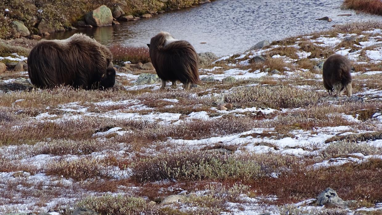 Dovrefjell - Moskus safari